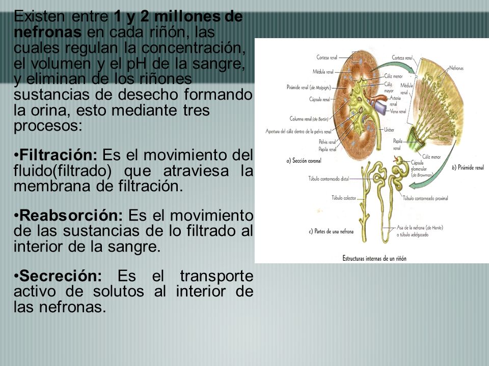Existen entre 1 y 2 millones de nefronas en cada riñón, las cuales regulan la concentración, el volumen y el pH de la sangre, y eliminan de los riñones sustancias de desecho formando la orina, esto mediante tres procesos: