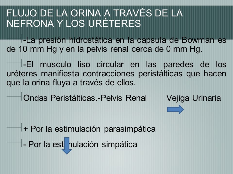 FLUJO DE LA ORINA A TRAVÉS DE LA NEFRONA Y LOS URÉTERES