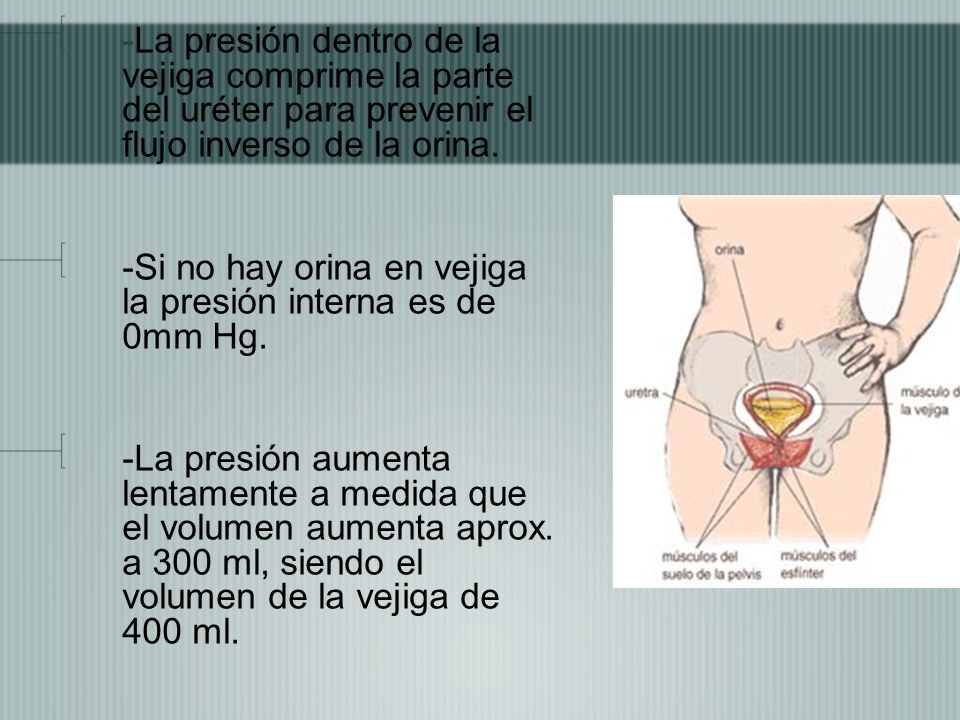 -La presión dentro de la vejiga comprime la parte del uréter para prevenir el flujo inverso de la orina.