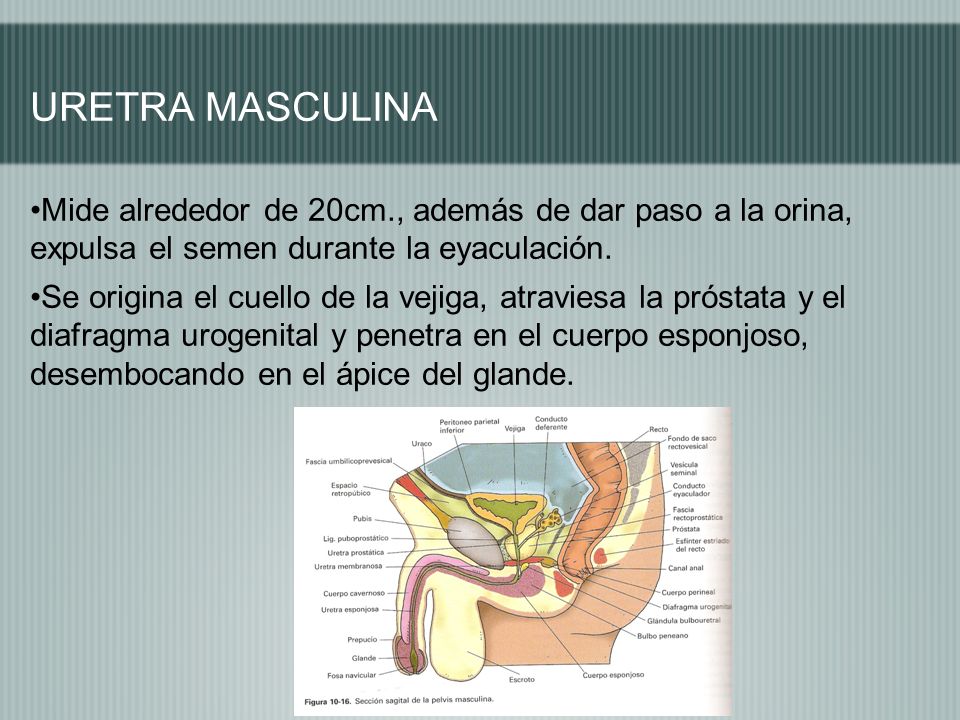URETRA MASCULINA Mide alrededor de 20cm., además de dar paso a la orina, expulsa el semen durante la eyaculación.