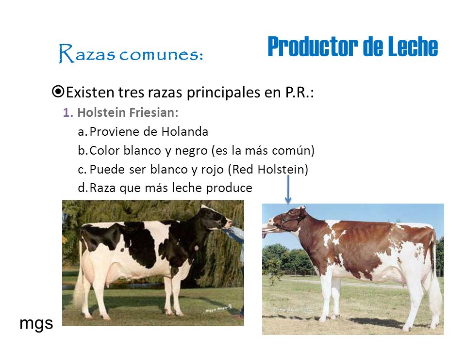 Productor de Leche Razas comunes: mgs