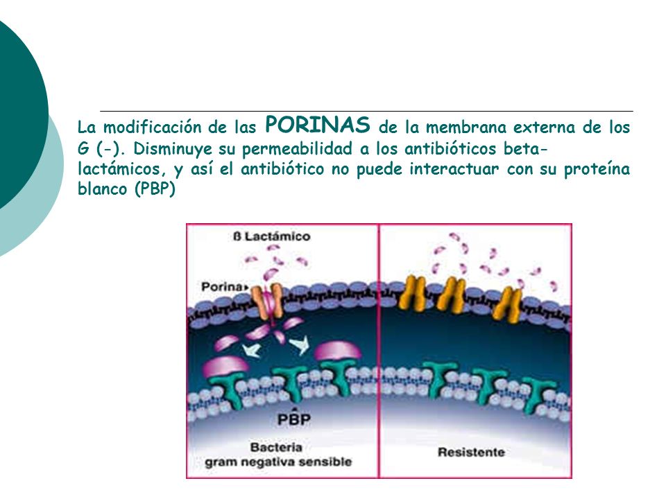 La modificación de las PORINAS de la membrana externa de los G (-)