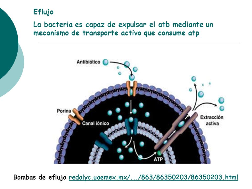 Eflujo La bacteria es capaz de expulsar el atb mediante un mecanismo de transporte activo que consume atp.