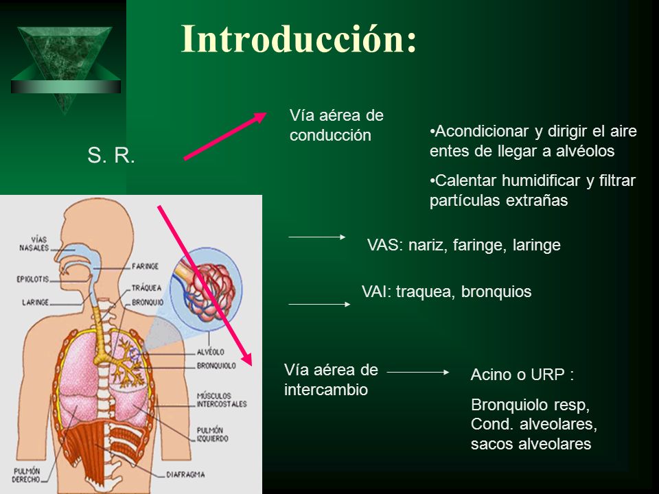 Introducción: S. R. Vía aérea de conducción