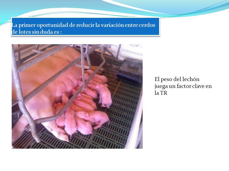 La primer oportunidad de reducir la variación entre cerdos de lotes sin duda es :