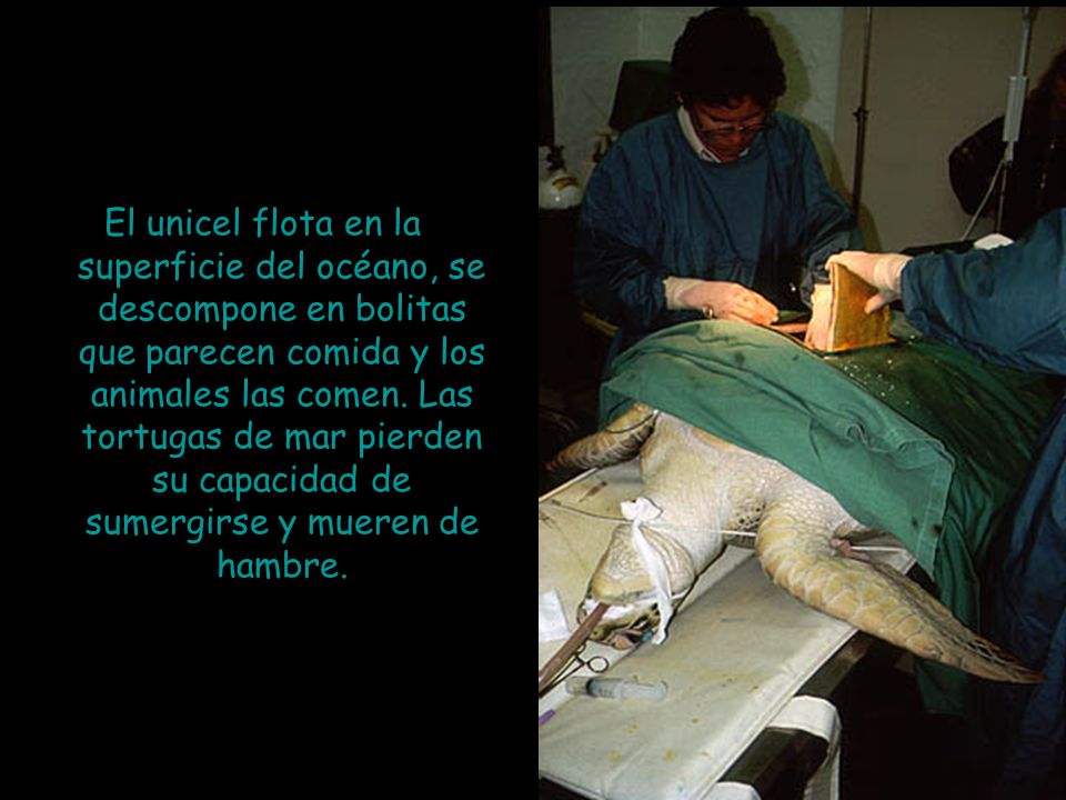 El unicel flota en la superficie del océano, se descompone en bolitas que parecen comida y los animales las comen.
