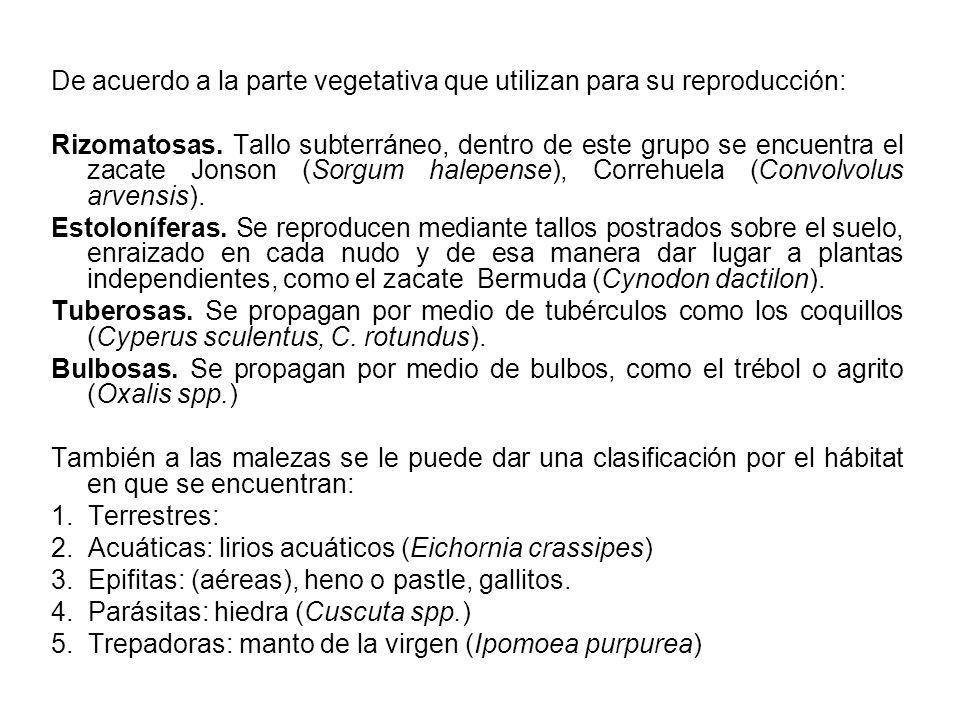 De acuerdo a la parte vegetativa que utilizan para su reproducción: