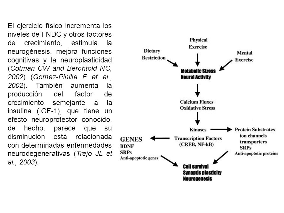 El ejercicio físico incrementa los niveles de FNDC y otros factores de crecimiento, estimula la neurogénesis, mejora funciones cognitivas y la neuroplasticidad (Cotman CW and Berchtold NC, 2002) (Gomez-Pinilla F et al., 2002).