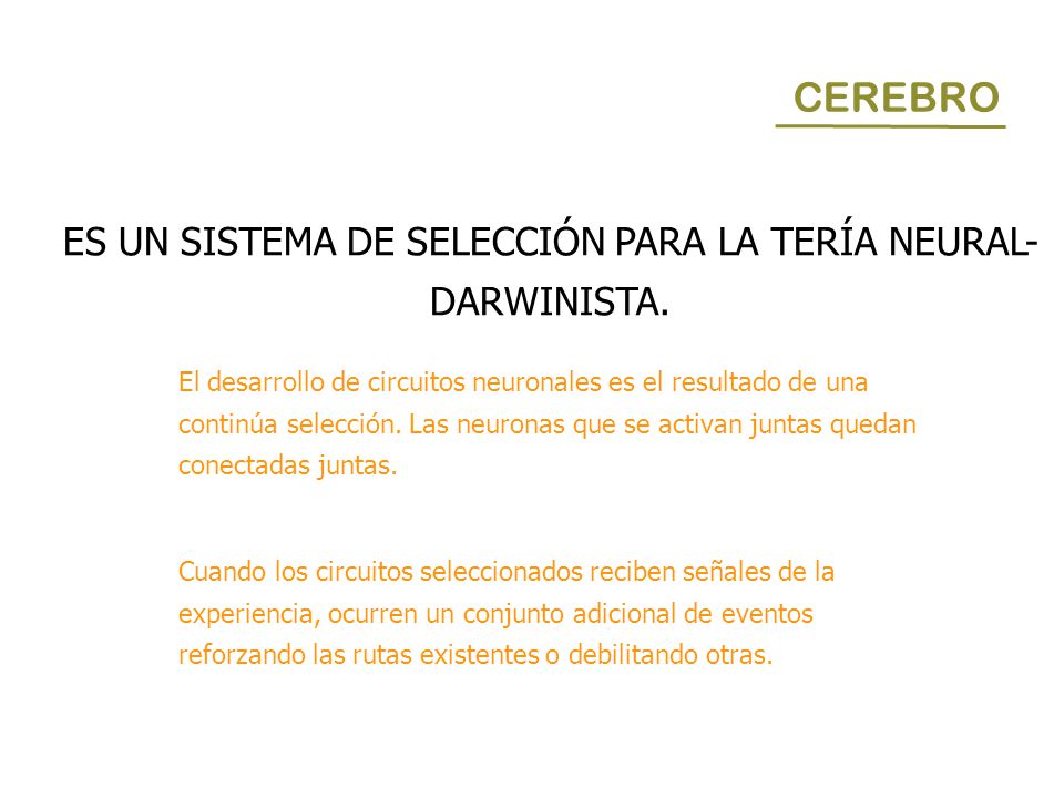 ES UN SISTEMA DE SELECCIÓN PARA LA TERÍA NEURAL- DARWINISTA.