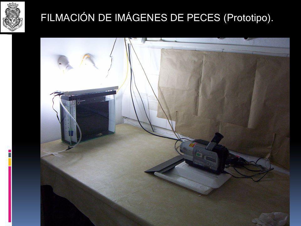 FILMACIÓN DE IMÁGENES DE PECES (Prototipo).