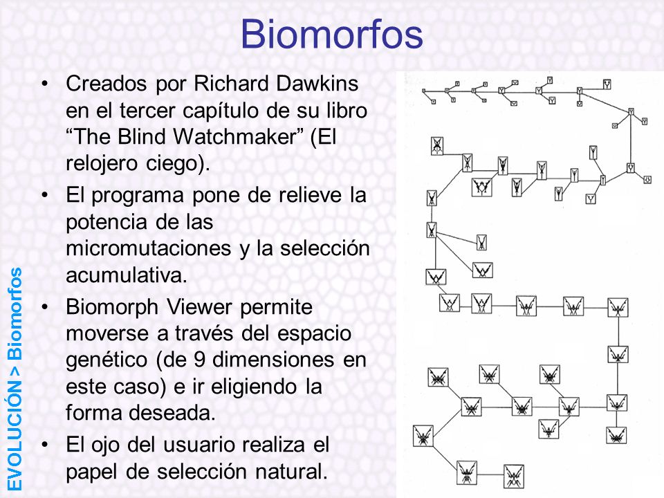 Biomorfos Creados por Richard Dawkins en el tercer capítulo de su libro The Blind Watchmaker (El relojero ciego).