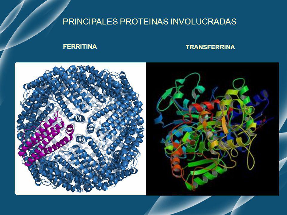 PRINCIPALES PROTEINAS INVOLUCRADAS