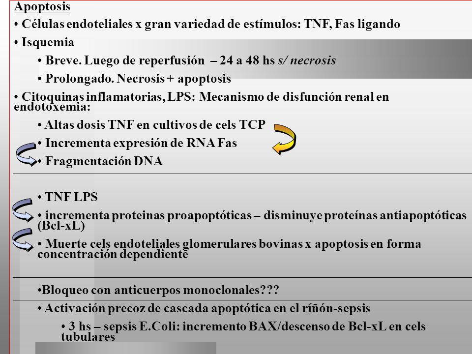 Apoptosis Células endoteliales x gran variedad de estímulos: TNF, Fas ligando. Isquemia. Breve. Luego de reperfusión – 24 a 48 hs s/ necrosis.