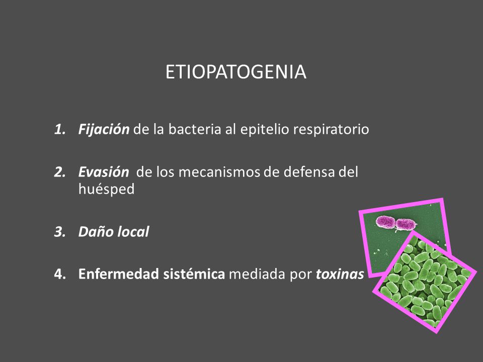 ETIOPATOGENIA Fijación de la bacteria al epitelio respiratorio
