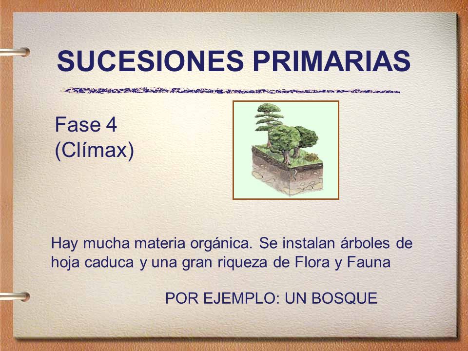 SUCESIONES PRIMARIAS Fase 4 (Clímax)