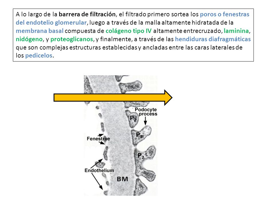 A lo largo de la barrera de filtración, el filtrado primero sortea los poros o fenestras del endotelio glomerular, luego a través de la malla altamente hidratada de la membrana basal compuesta de colágeno tipo IV altamente entrecruzado, laminina, nidógeno, y proteoglicanos, y finalmente, a través de las hendiduras diafragmáticas que son complejas estructuras establecidas y ancladas entre las caras laterales de los pedicelos.