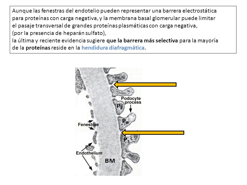 Aunque las fenestras del endotelio pueden representar una barrera electrostática