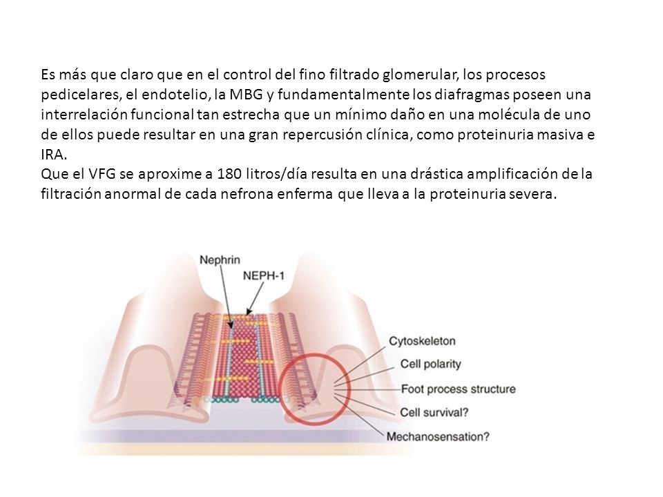 Es más que claro que en el control del fino filtrado glomerular, los procesos pedicelares, el endotelio, la MBG y fundamentalmente los diafragmas poseen una interrelación funcional tan estrecha que un mínimo daño en una molécula de uno de ellos puede resultar en una gran repercusión clínica, como proteinuria masiva e IRA.