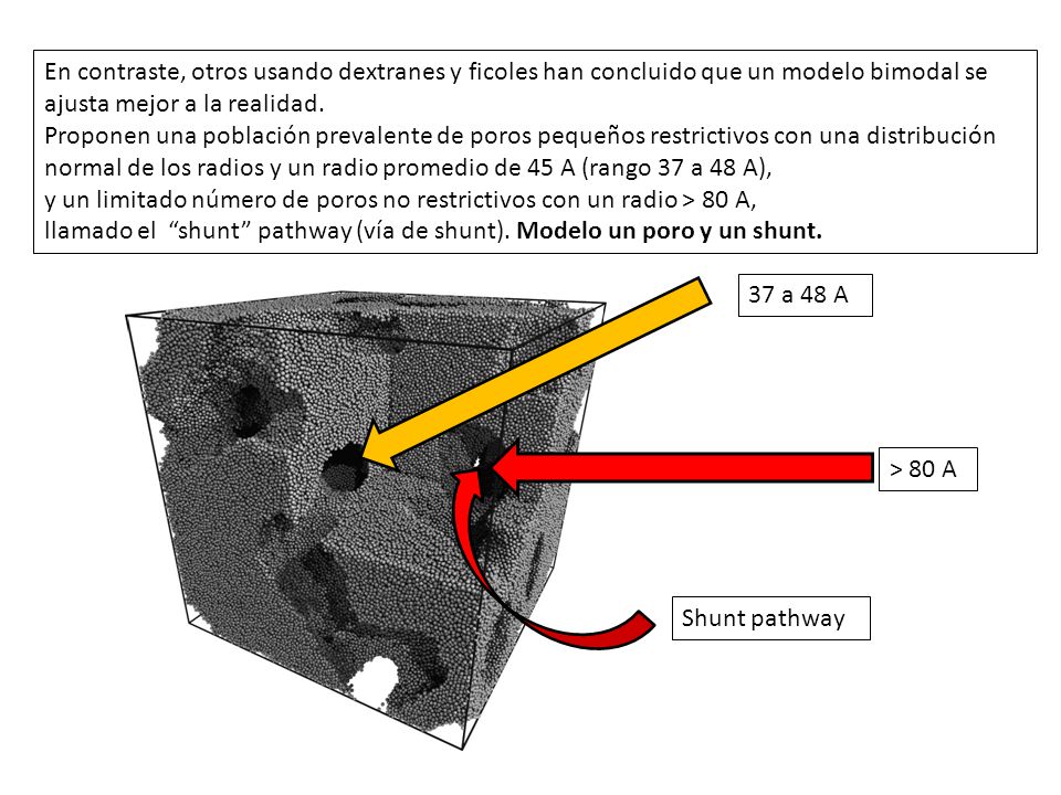 En contraste, otros usando dextranes y ficoles han concluido que un modelo bimodal se ajusta mejor a la realidad.
