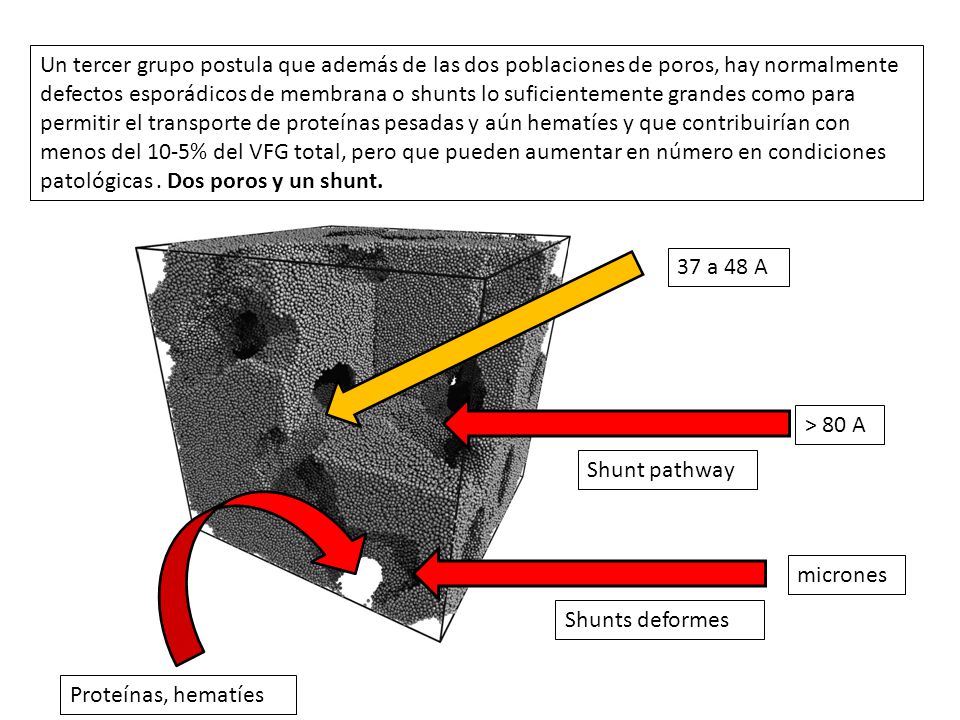 Un tercer grupo postula que además de las dos poblaciones de poros, hay normalmente defectos esporádicos de membrana o shunts lo suficientemente grandes como para