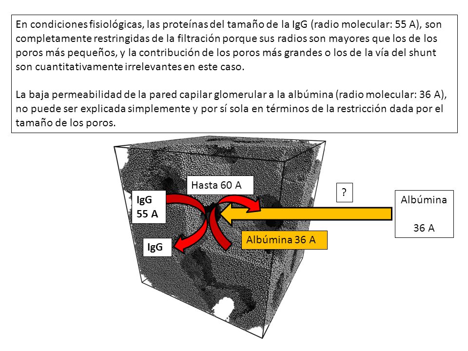 En condiciones fisiológicas, las proteínas del tamaño de la IgG (radio molecular: 55 A), son completamente restringidas de la filtración porque sus radios son mayores que los de los poros más pequeños, y la contribución de los poros más grandes o los de la vía del shunt son cuantitativamente irrelevantes en este caso.