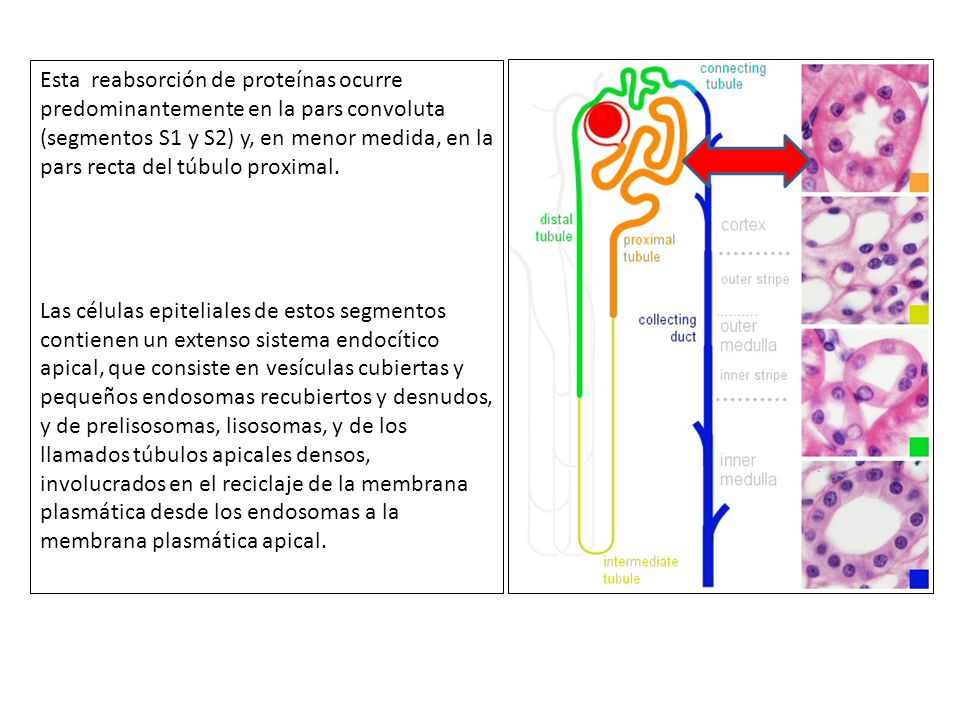 Esta reabsorción de proteínas ocurre predominantemente en la pars convoluta (segmentos S1 y S2) y, en menor medida, en la pars recta del túbulo proximal.