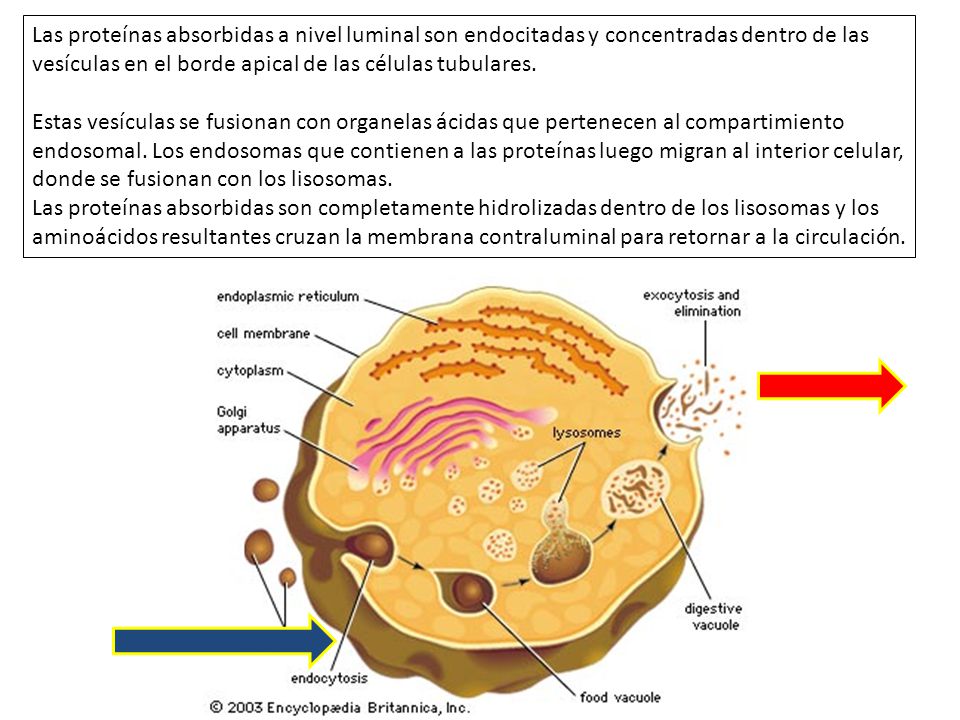 Las proteínas absorbidas a nivel luminal son endocitadas y concentradas dentro de las vesículas en el borde apical de las células tubulares.