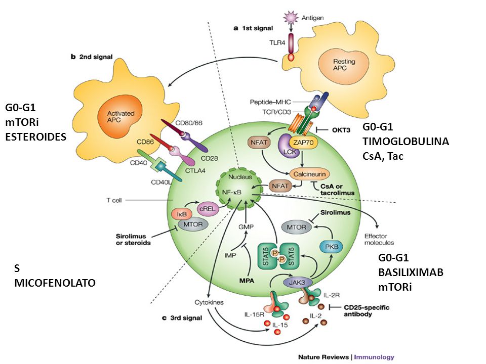 G0-G1 mTORi ESTEROIDES G0-G1 TIMOGLOBULINA CsA, Tac G0-G1 BASILIXIMAB mTORi S MICOFENOLATO