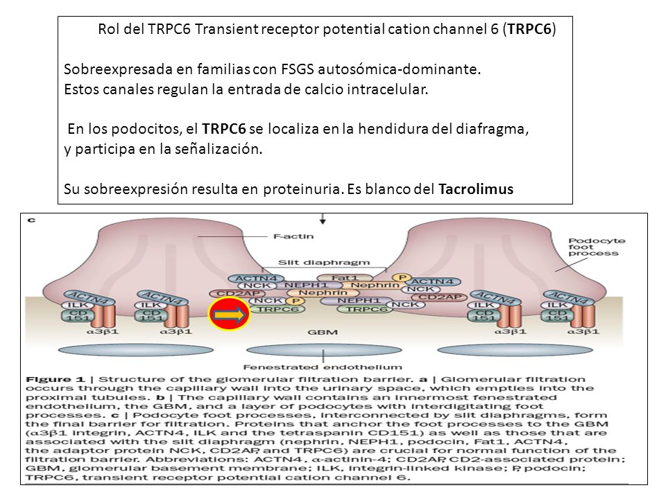 Rol del TRPC6 Transient receptor potential cation channel 6 (TRPC6)