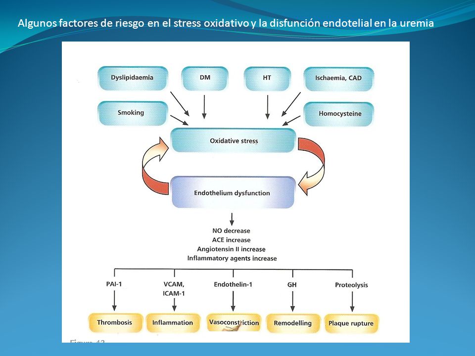 Algunos factores de riesgo en el stress oxidativo y la disfunción endotelial en la uremia