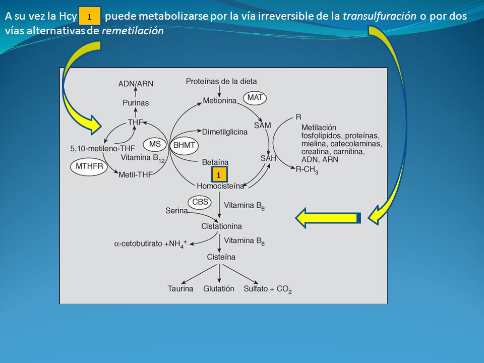 A su vez la Hcy puede metabolizarse por la vía irreversible de la transulfuración o por dos vías alternativas de remetilación