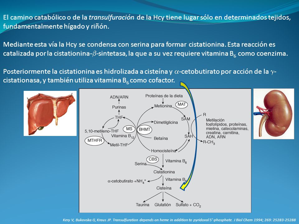 El camino catabólico o de la transulfuración de la Hcy tiene lugar sólo en determinados tejidos, fundamentalmente hígado y riñón.