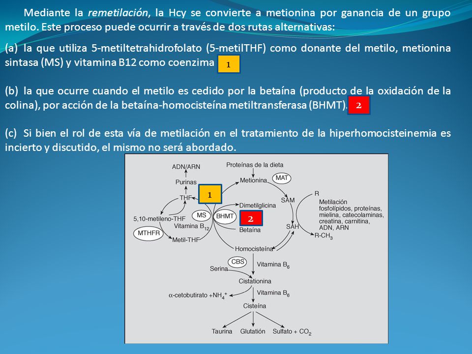 Mediante la remetilación, la Hcy se convierte a metionina por ganancia de un grupo metilo. Este proceso puede ocurrir a través de dos rutas alternativas: