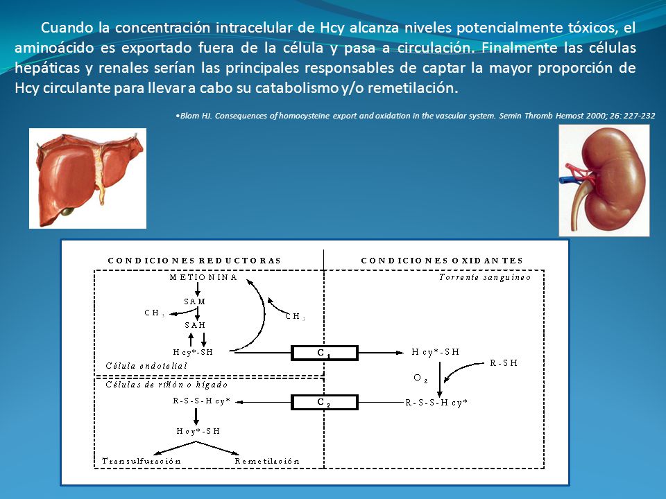 Cuando la concentración intracelular de Hcy alcanza niveles potencialmente tóxicos, el aminoácido es exportado fuera de la célula y pasa a circulación. Finalmente las células hepáticas y renales serían las principales responsables de captar la mayor proporción de Hcy circulante para llevar a cabo su catabolismo y/o remetilación.