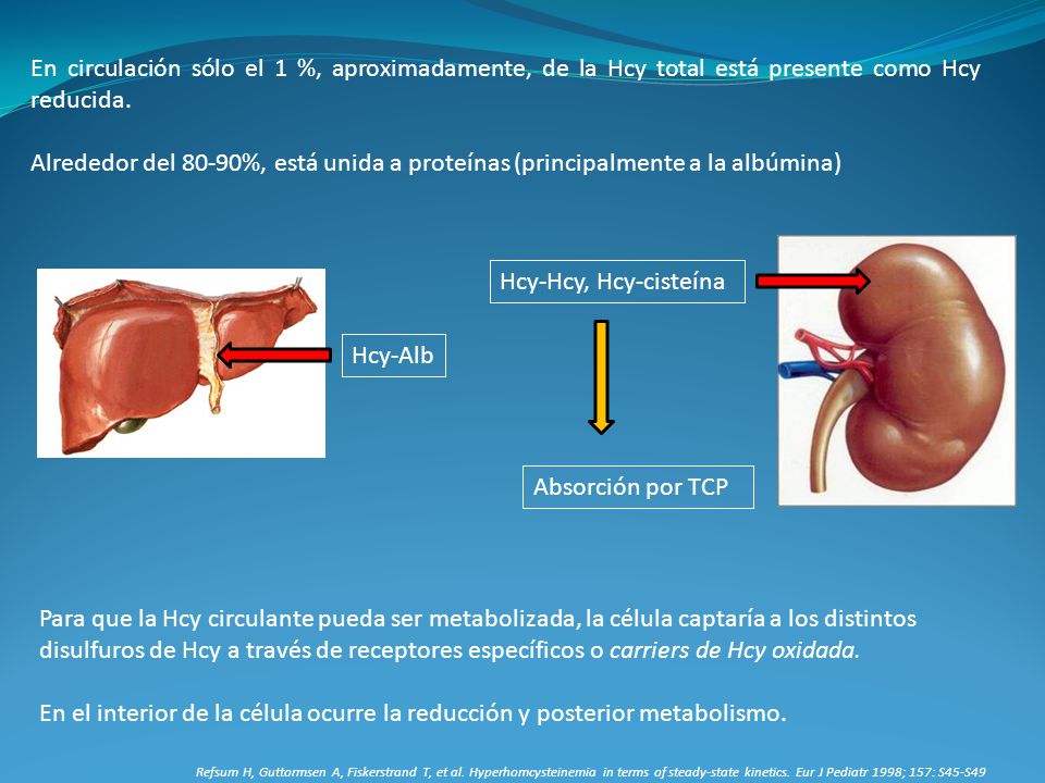 En circulación sólo el 1 %, aproximadamente, de la Hcy total está presente como Hcy reducida.