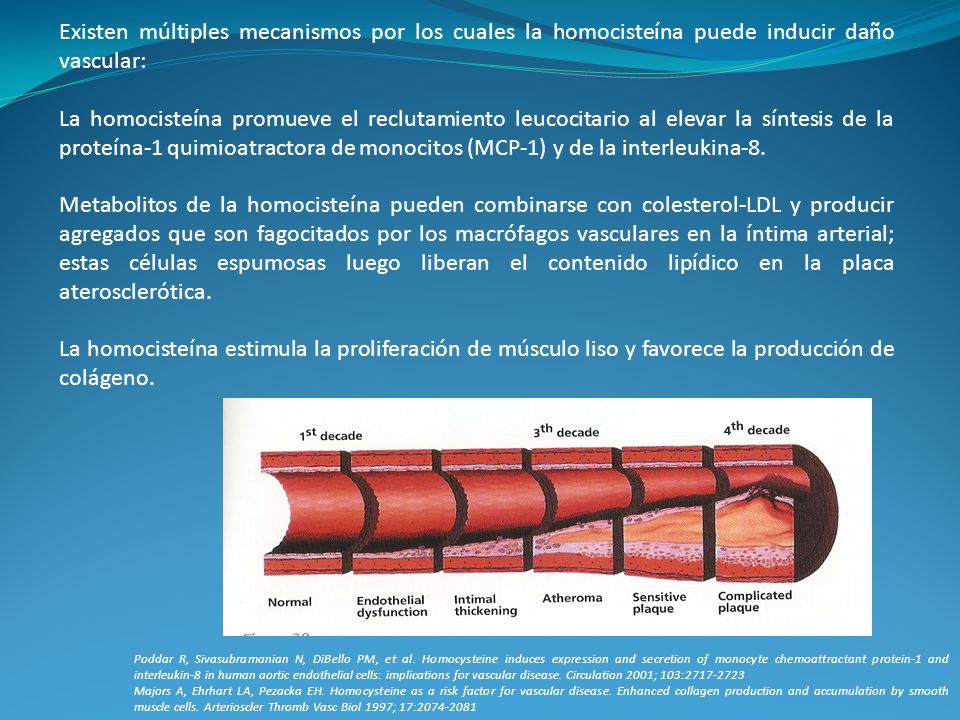 Existen múltiples mecanismos por los cuales la homocisteína puede inducir daño vascular: