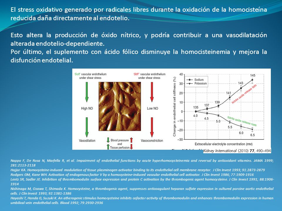 El stress oxidativo generado por radicales libres durante la oxidación de la homocisteína reducida daña directamente al endotelio.