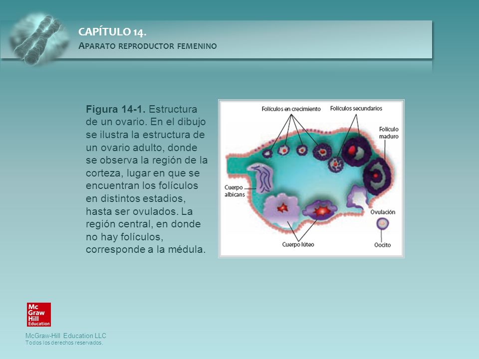 Figura Estructura de un ovario