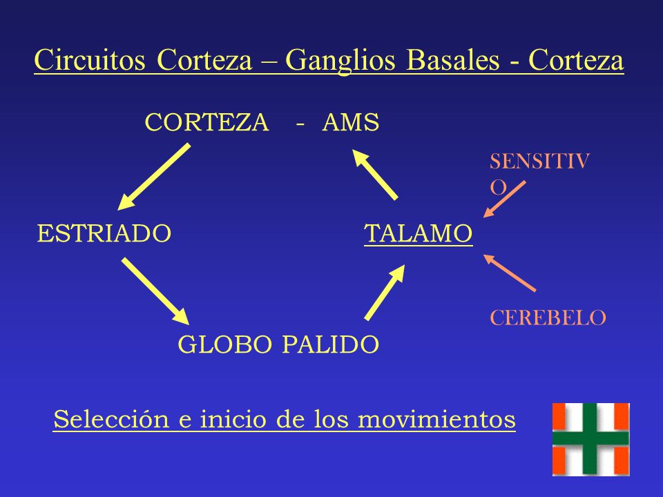 Circuitos Corteza – Ganglios Basales - Corteza