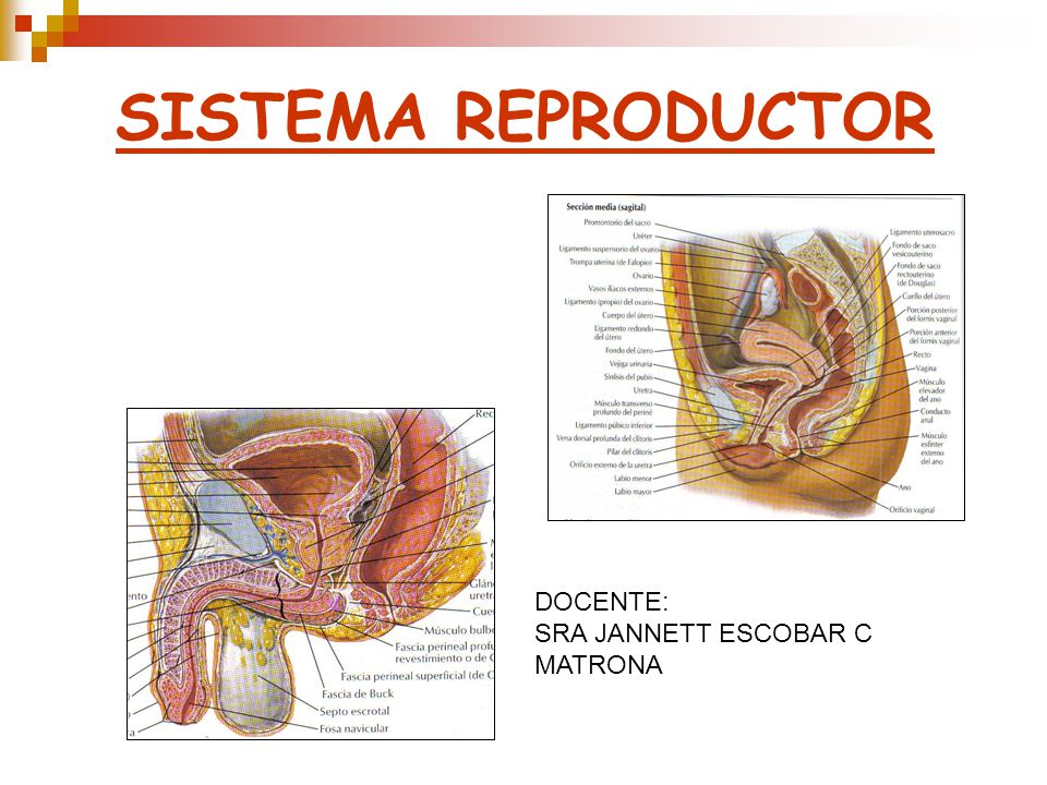 SISTEMA REPRODUCTOR DOCENTE: SRA JANNETT ESCOBAR C MATRONA