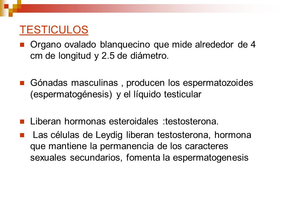 TESTICULOS Organo ovalado blanquecino que mide alrededor de 4 cm de longitud y 2.5 de diámetro.