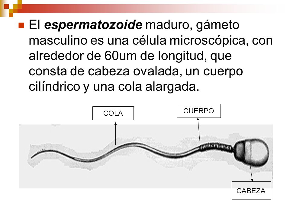 El espermatozoide maduro, gámeto masculino es una célula microscópica, con alrededor de 60um de longitud, que consta de cabeza ovalada, un cuerpo cilíndrico y una cola alargada.