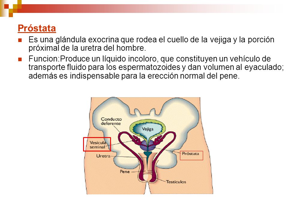 Próstata Es una glándula exocrina que rodea el cuello de la vejiga y la porción próximal de la uretra del hombre.