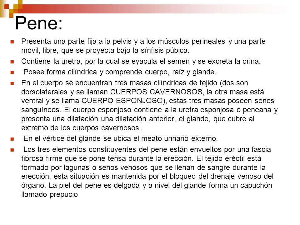 Pene: Presenta una parte fija a la pelvis y a los músculos perineales y una parte móvil, libre, que se proyecta bajo la sínfisis púbica.