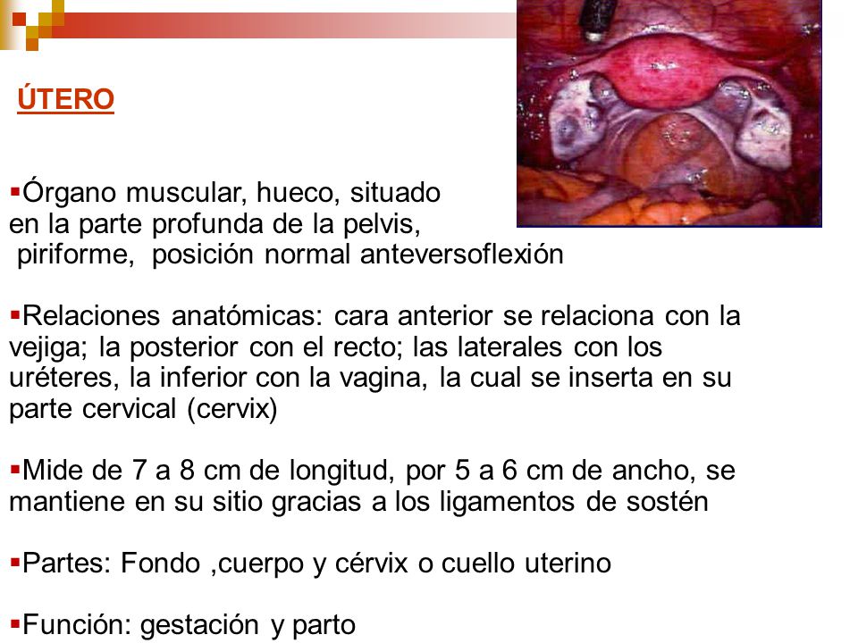 ÚTERO Órgano muscular, hueco, situado. en la parte profunda de la pelvis, piriforme, posición normal anteversoflexión.