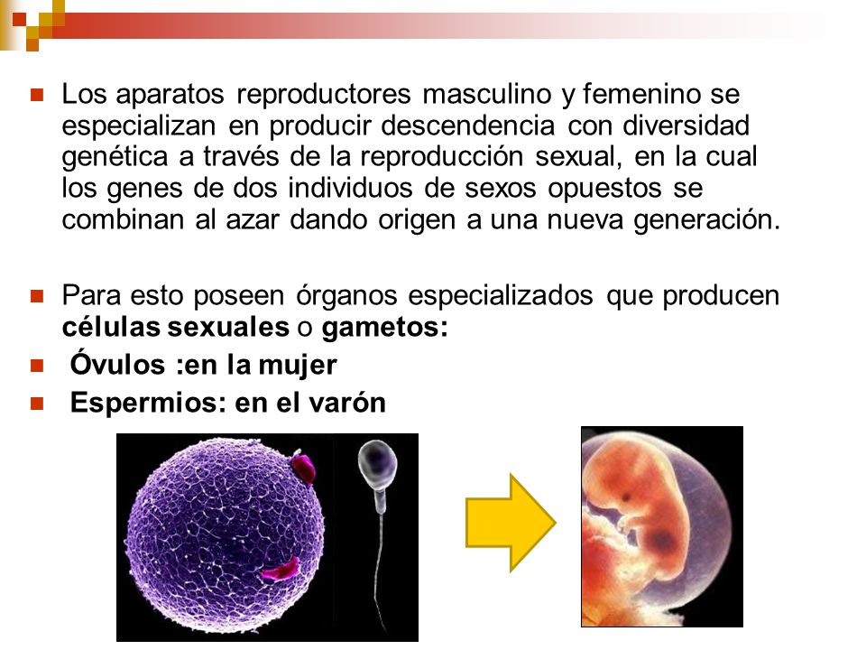 Los aparatos reproductores masculino y femenino se especializan en producir descendencia con diversidad genética a través de la reproducción sexual, en la cual los genes de dos individuos de sexos opuestos se combinan al azar dando origen a una nueva generación.