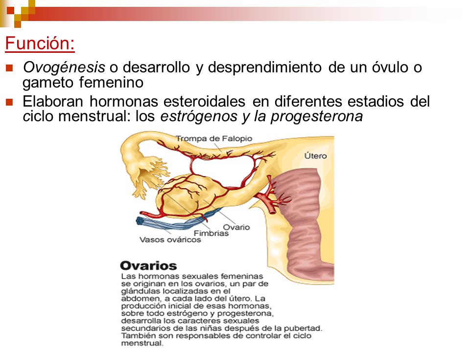 Función: Ovogénesis o desarrollo y desprendimiento de un óvulo o gameto femenino.