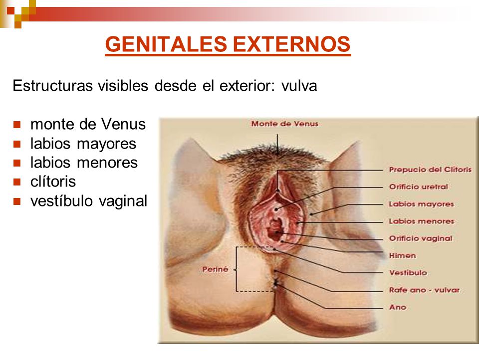 GENITALES EXTERNOS Estructuras visibles desde el exterior: vulva. monte de Venus. labios mayores.