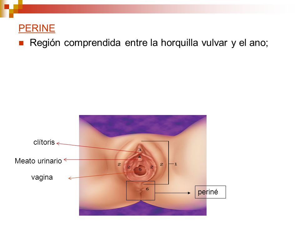 Región comprendida entre la horquilla vulvar y el ano;
