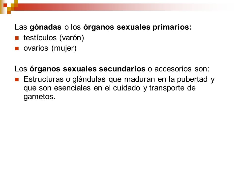 Las gónadas o los órganos sexuales primarios: